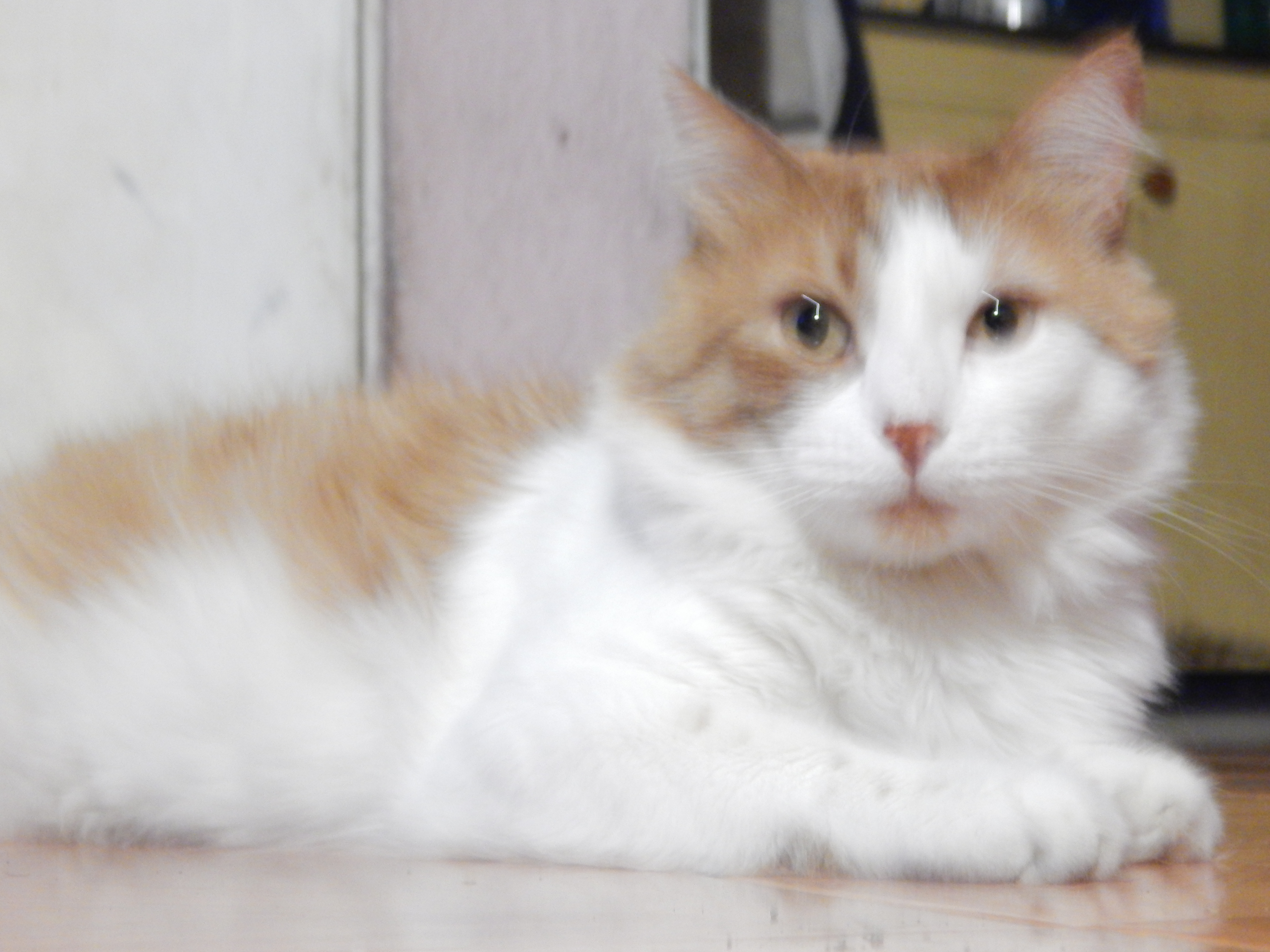Cuchis